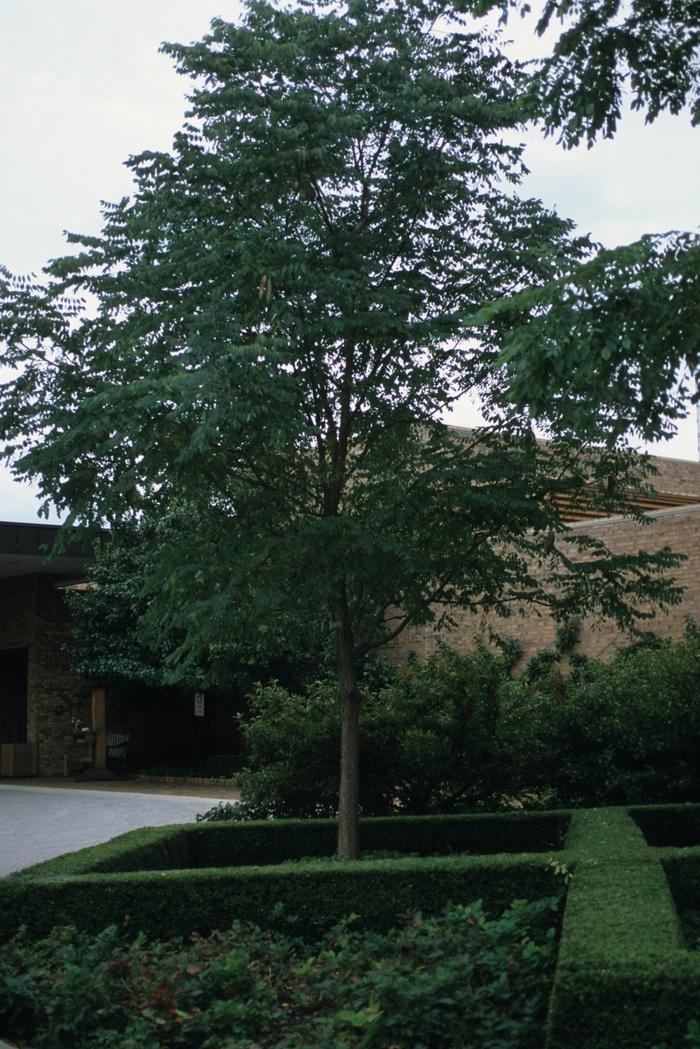 Gymnocladus Dioicus Espresso - View 10 from www redcrocus com