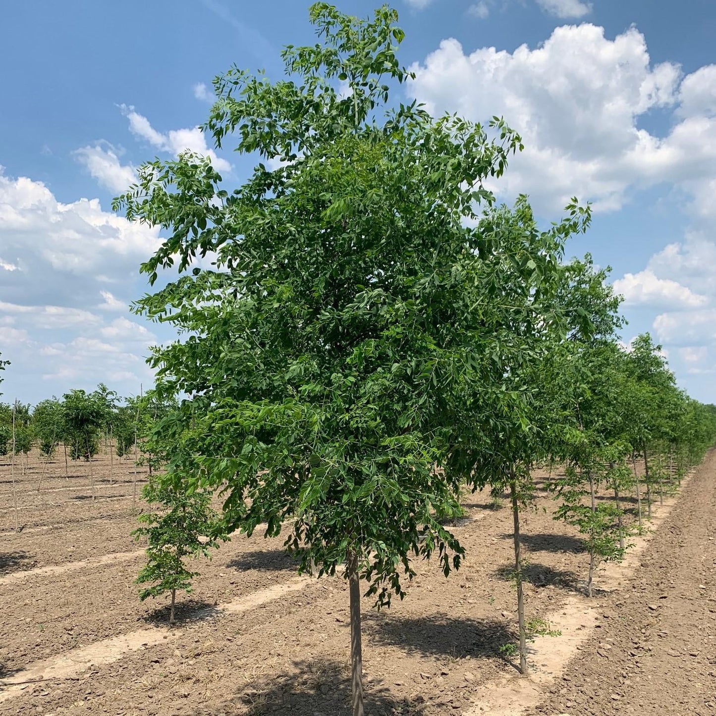 Gymnocladus Dioicus Espresso - View 15 from www redcrocus com