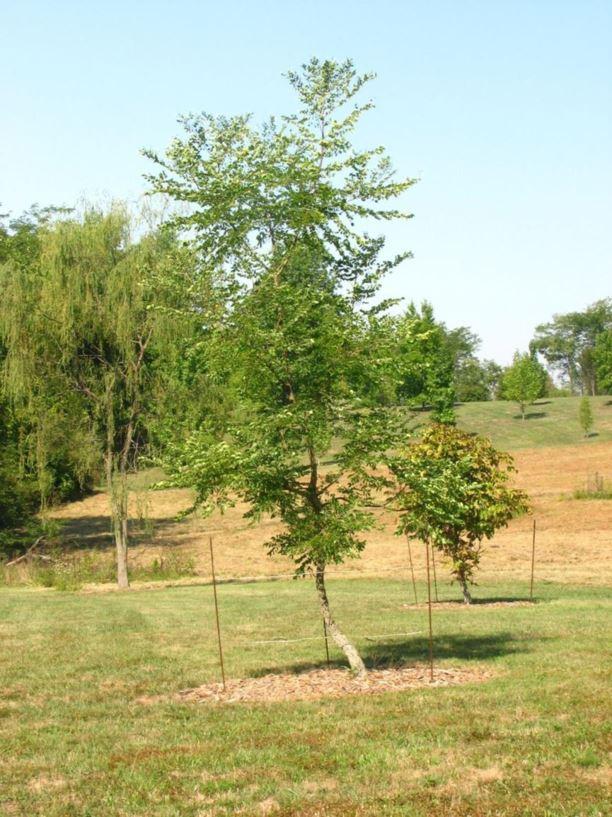 Gymnocladus Dioicus Espresso - View 16 from www redcrocus com