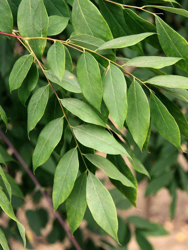 Gymnocladus Dioicus Espresso - View 17 from www redcrocus com