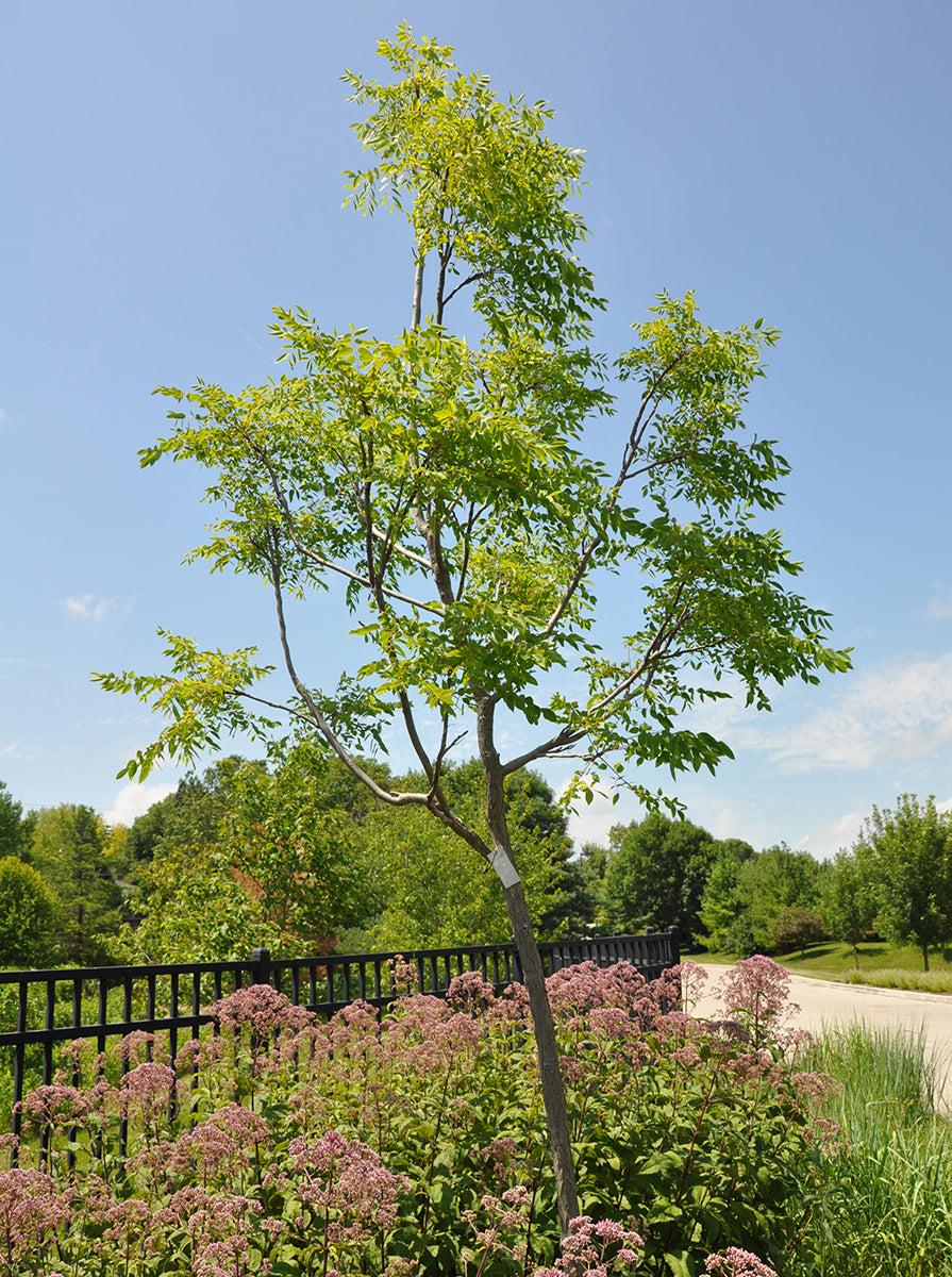 Gymnocladus Dioicus Espresso - View 2 from www redcrocus com