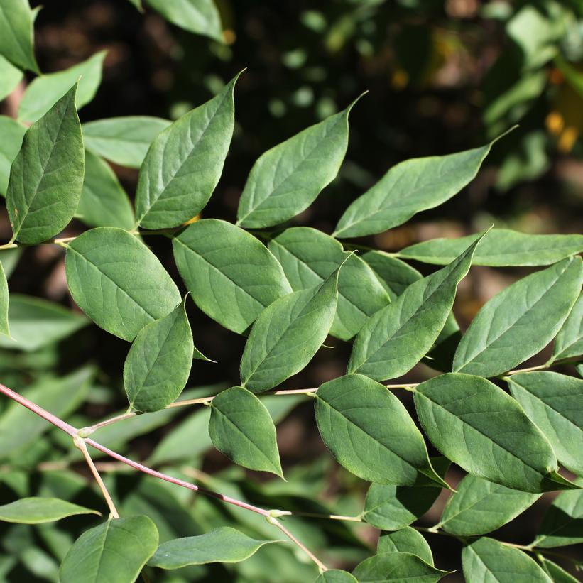 Gymnocladus Dioicus Espresso - View 3 from www redcrocus com