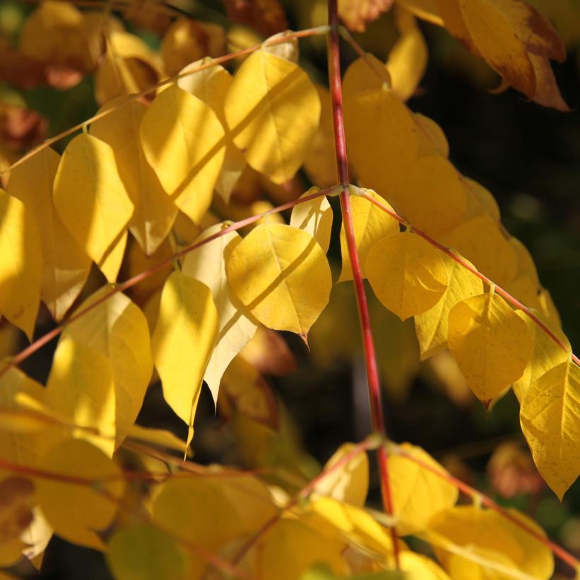 Gymnocladus Dioicus Espresso - View 6 from www redcrocus com