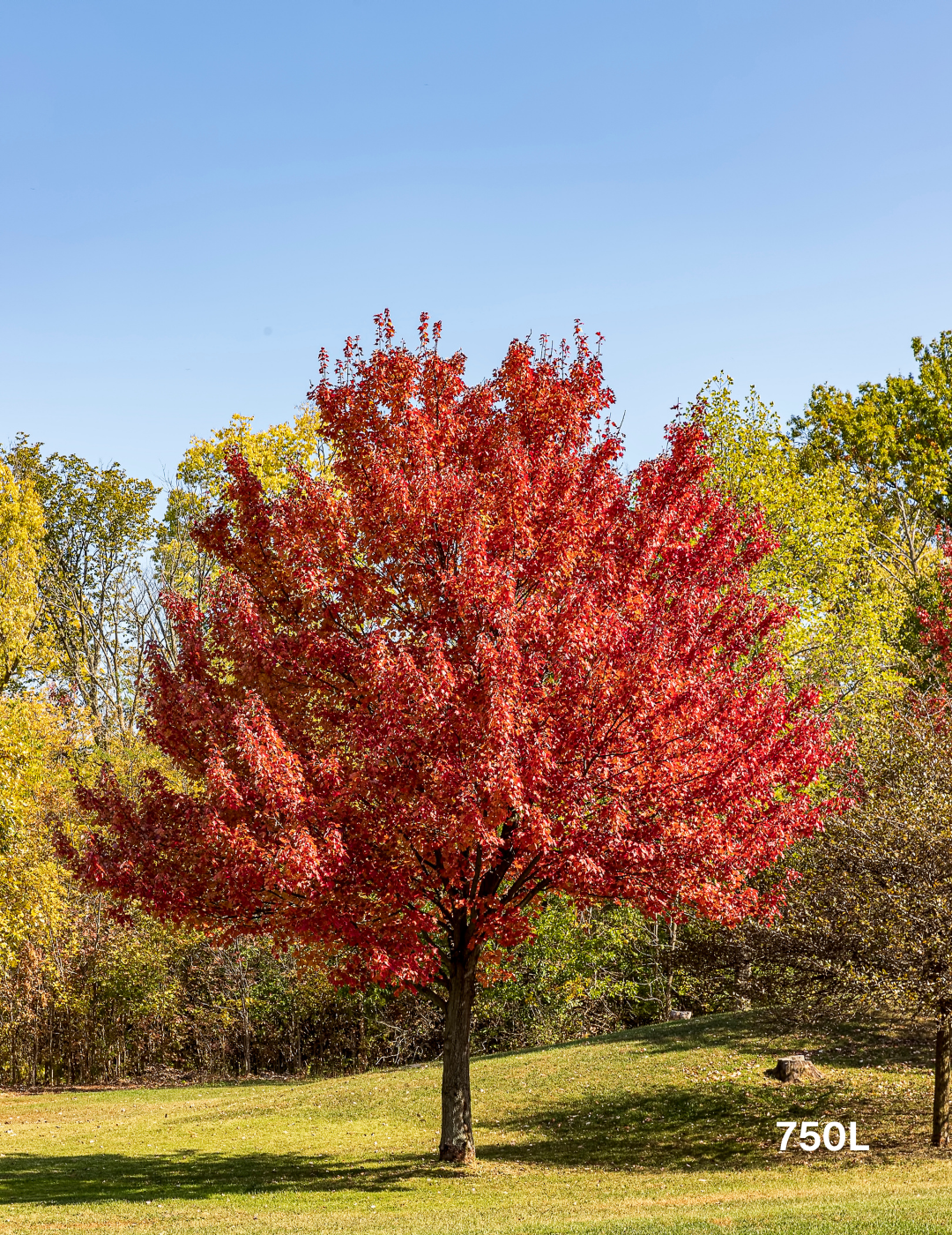 Acer Rubrum 'october Glory' - View 10 from www redcrocus com