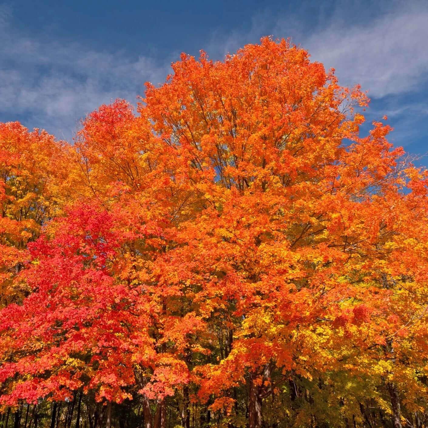 Acer Rubrum 'october Glory' - View 11 from www redcrocus com