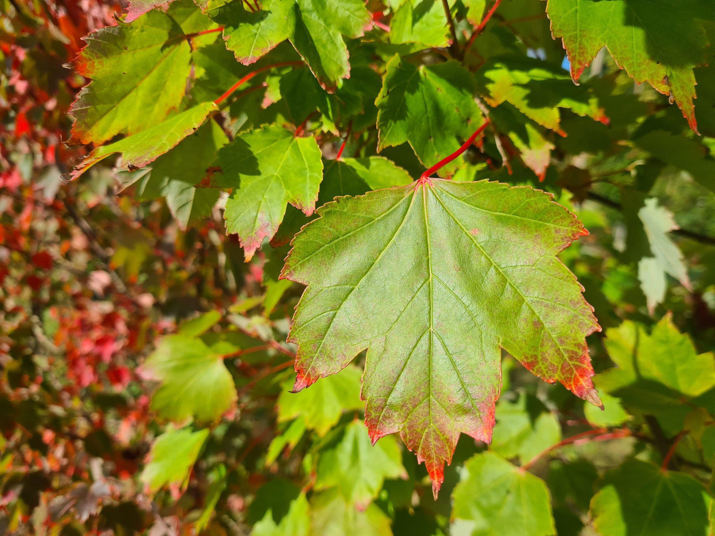 Acer Rubrum 'october Glory' - View 12 from www redcrocus com