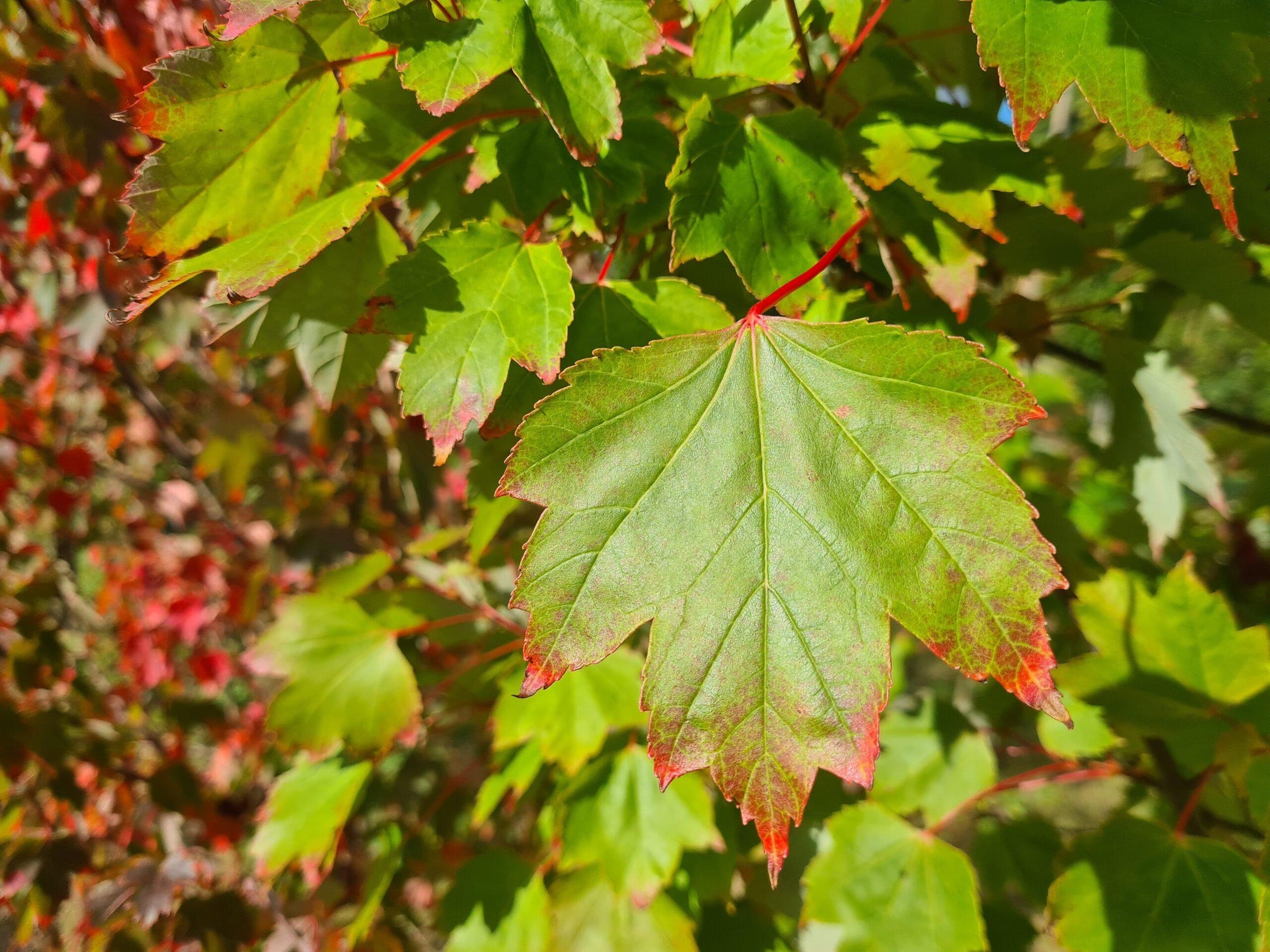 Acer Rubrum 'october Glory' - View 12 from www redcrocus com