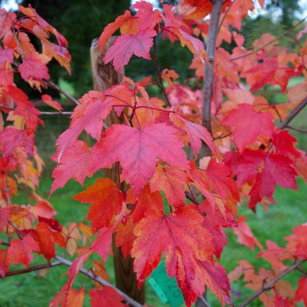 Acer Rubrum 'october Glory' - View 13 from www redcrocus com