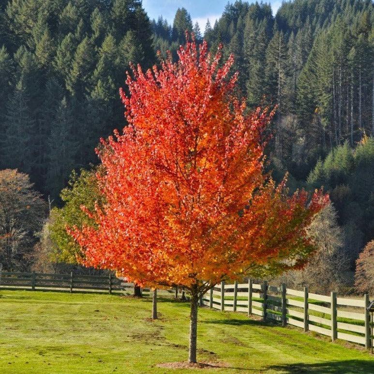 Acer Rubrum 'october Glory' - View 15 from www redcrocus com