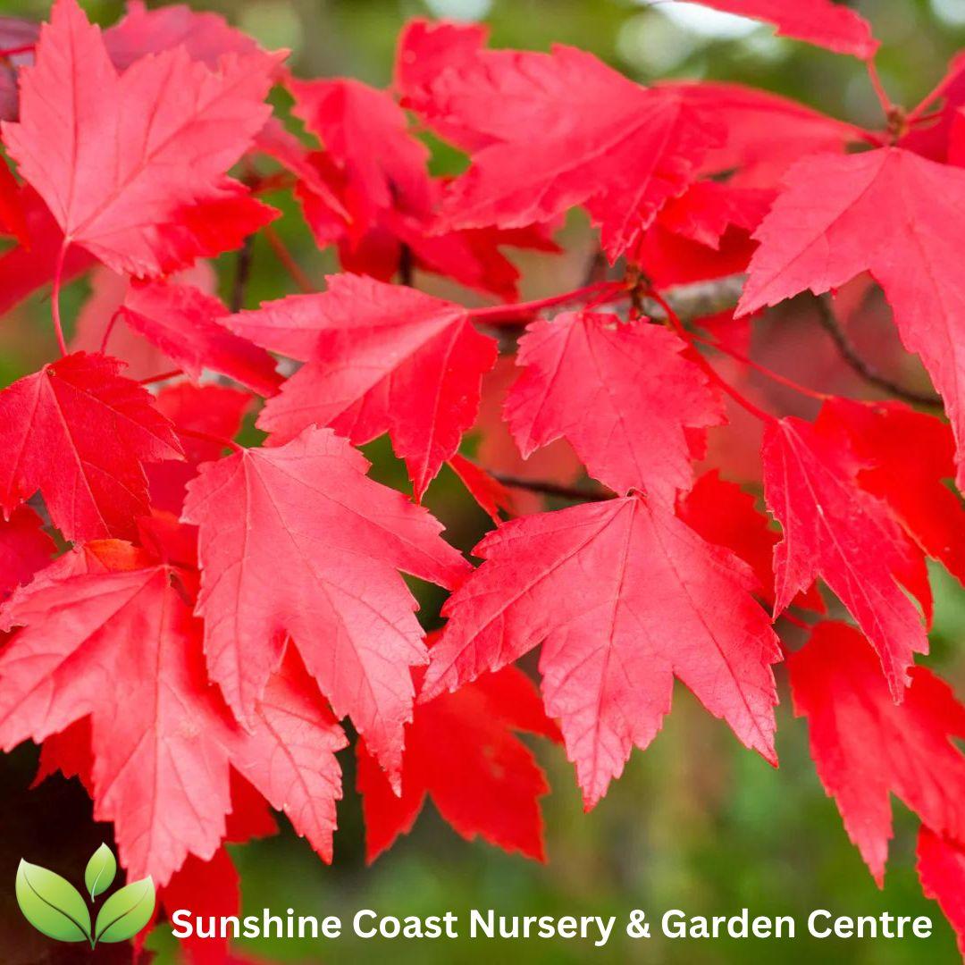 Acer Rubrum 'october Glory' - View 16 from www redcrocus com