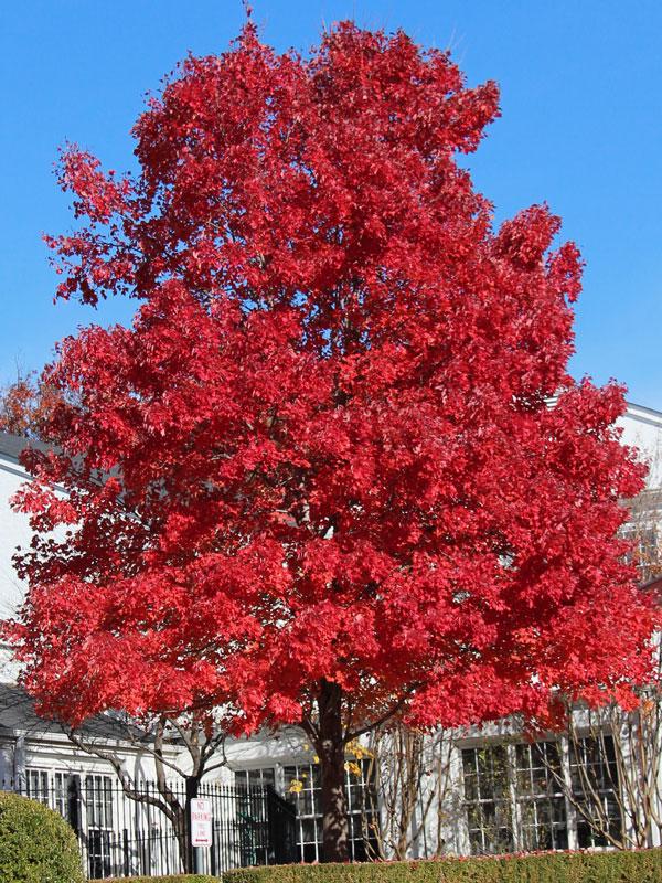 Acer Rubrum 'october Glory' - View 1 from www redcrocus com