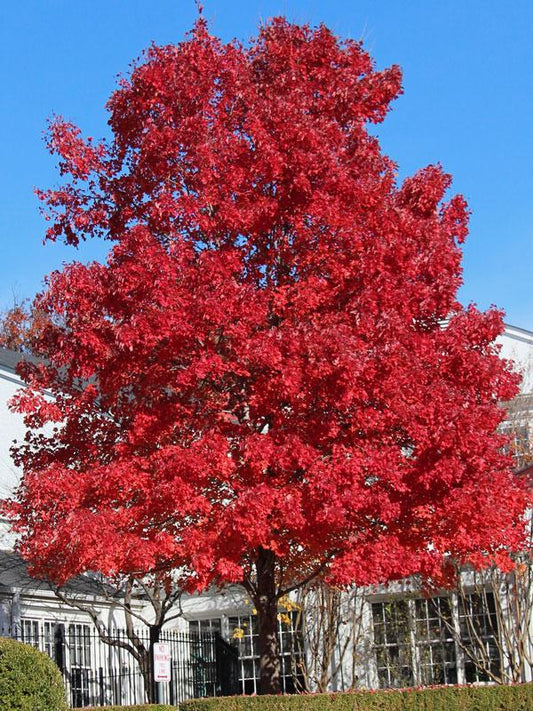 Acer Rubrum 'october Glory' - View 1 from www redcrocus com