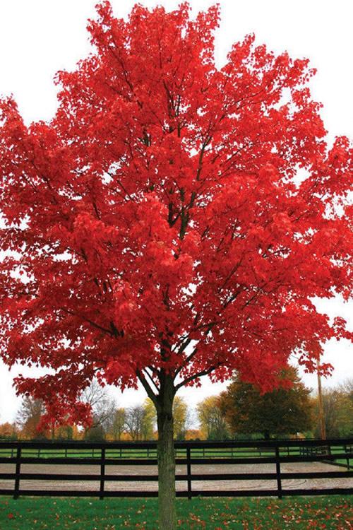 Acer Rubrum 'october Glory' - View 21 from www redcrocus com
