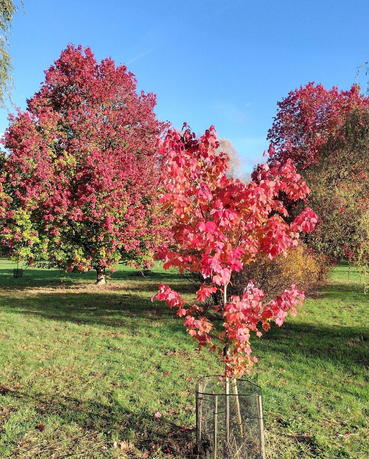 Acer Rubrum 'october Glory' - View 24 from www redcrocus com