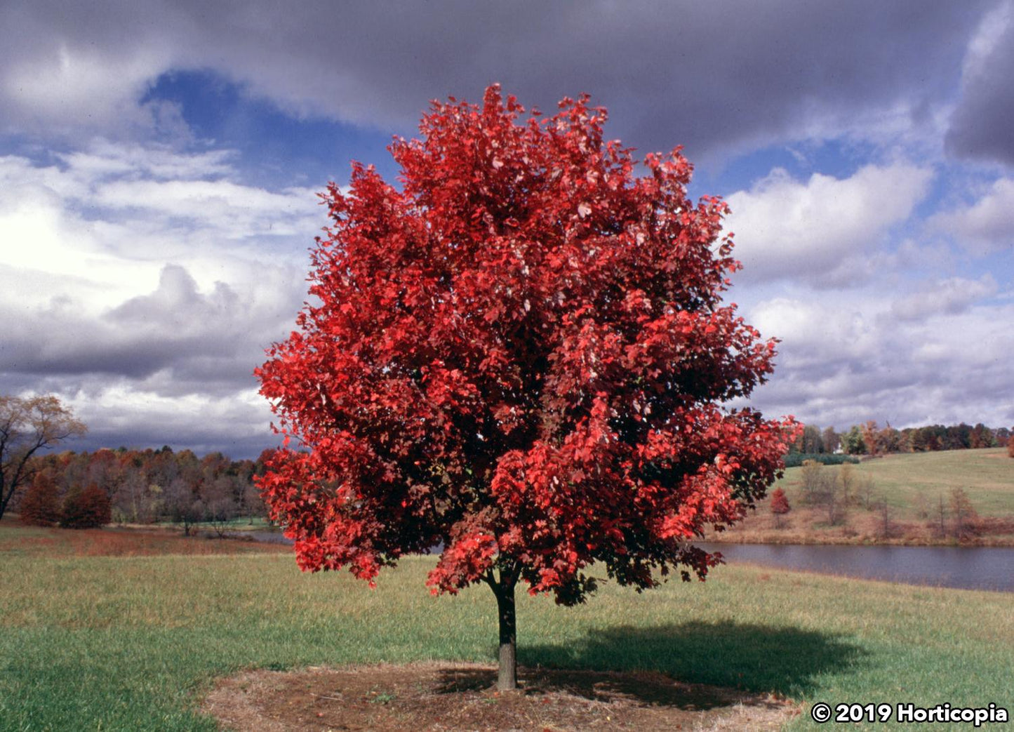 Acer Rubrum 'october Glory' - View 27 from www redcrocus com