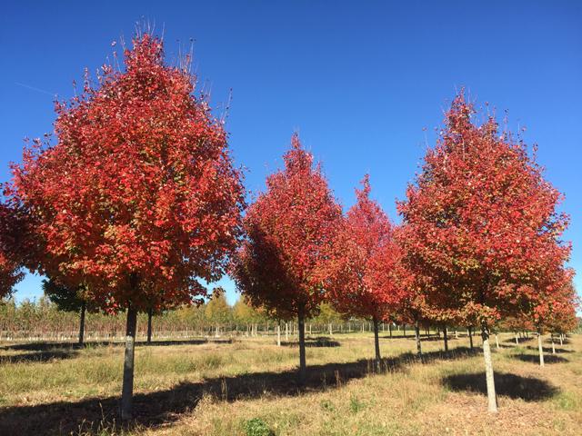 Acer Rubrum 'october Glory' - View 28 from www redcrocus com