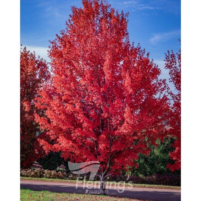 Acer Rubrum 'october Glory' - View 29 from www redcrocus com