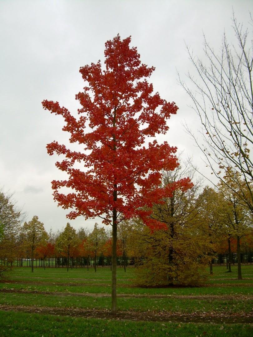 Acer Rubrum 'october Glory' - View 2 from www redcrocus com