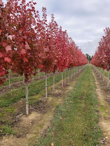 Acer Rubrum 'october Glory' - View 30 from www redcrocus com