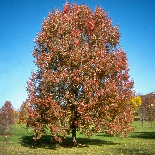 Acer Rubrum 'october Glory' - View 31 from www redcrocus com