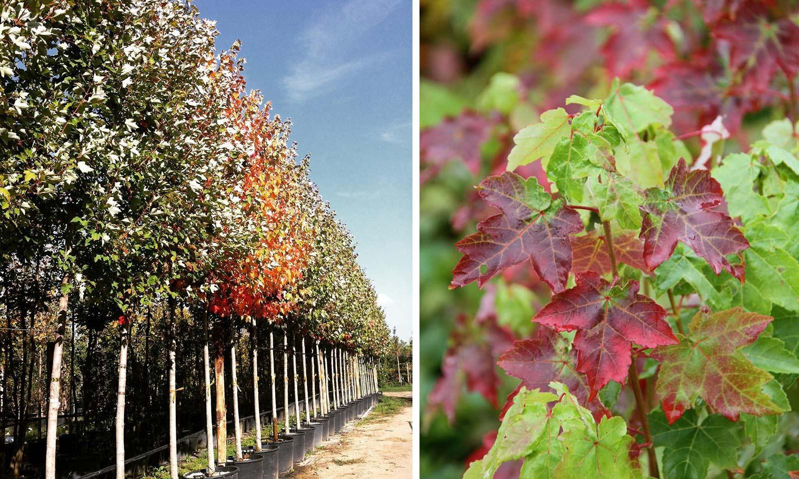 Acer Rubrum 'october Glory' - View 32 from www redcrocus com