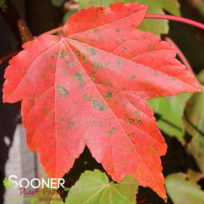 Acer Rubrum 'october Glory' - View 34 from www redcrocus com