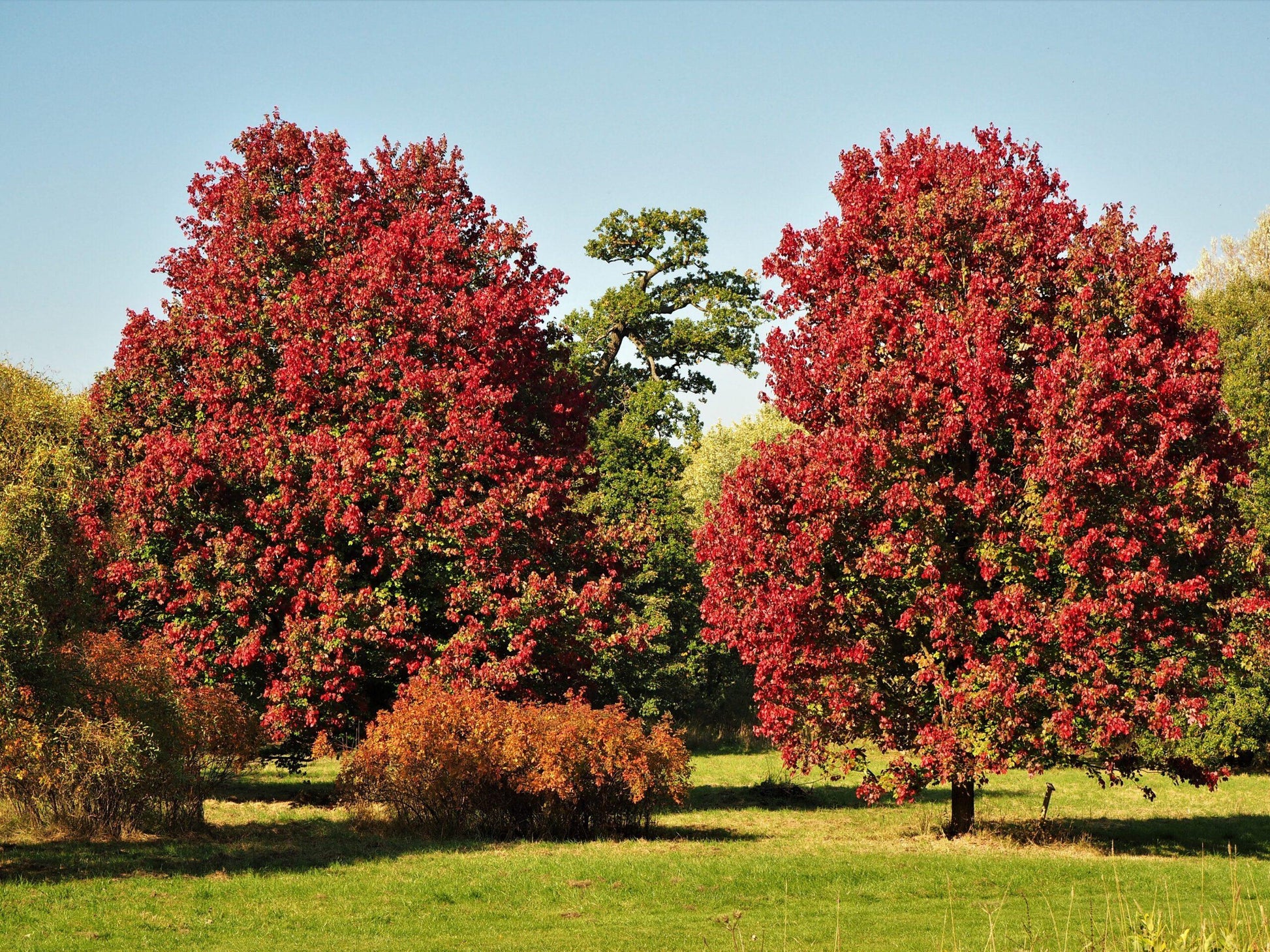 Acer Rubrum 'october Glory' - View 37 from www redcrocus com