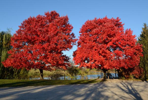 Acer Rubrum 'october Glory' - View 38 from www redcrocus com