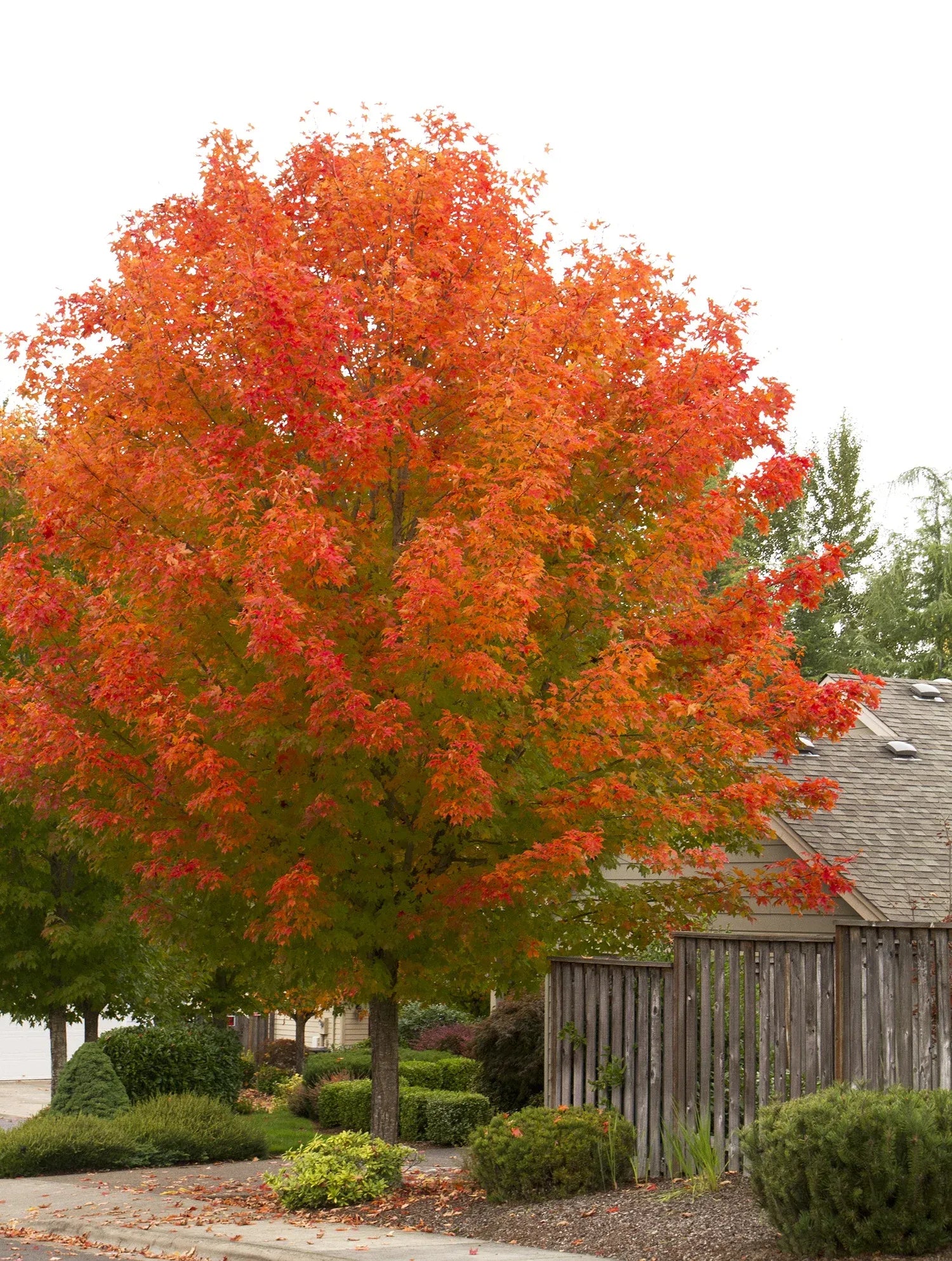 Acer Rubrum 'october Glory' - View 5 from www redcrocus com