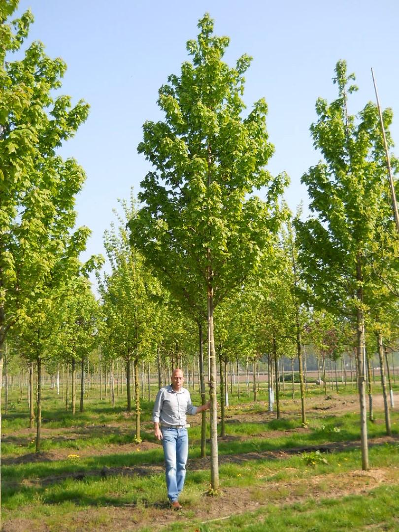 Acer Rubrum 'october Glory' - View 6 from www redcrocus com