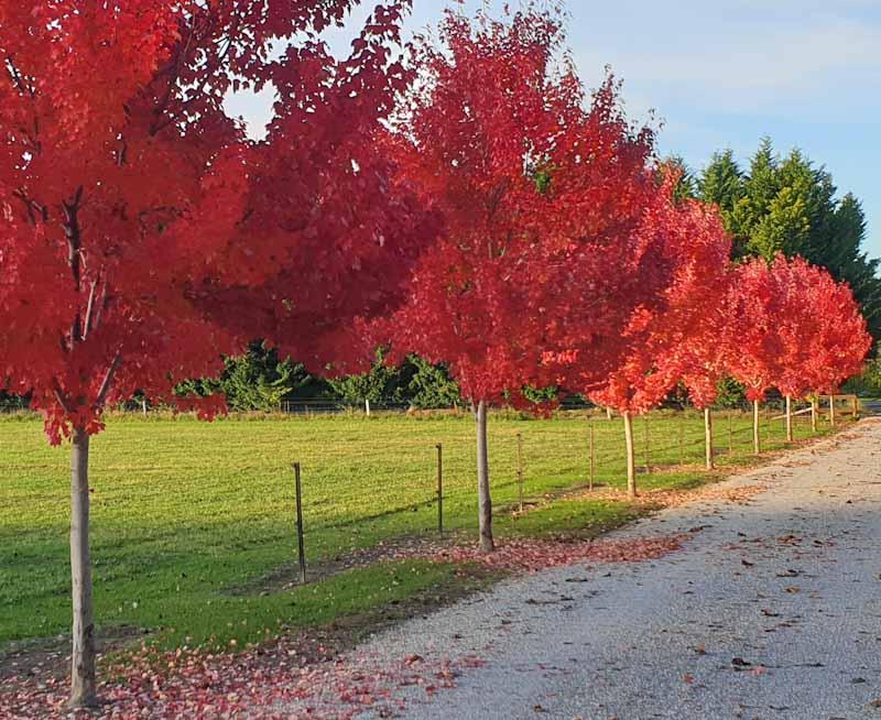 Acer Rubrum 'october Glory' - View 8 from www redcrocus com