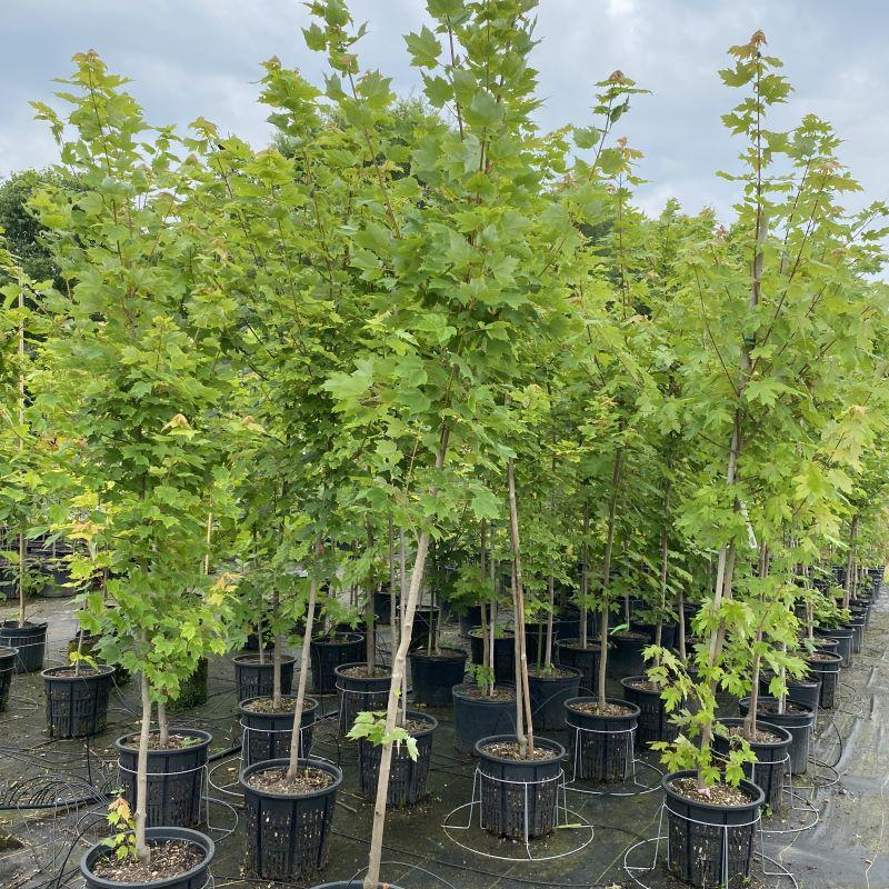 Acer Rubrum 'october Glory' - View 9 from www redcrocus com