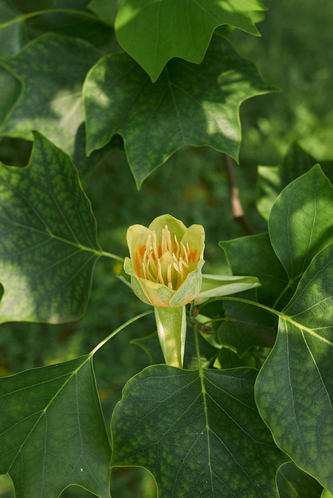 Liriodendron Tulipifera Emerald City - View 12 from www redcrocus com