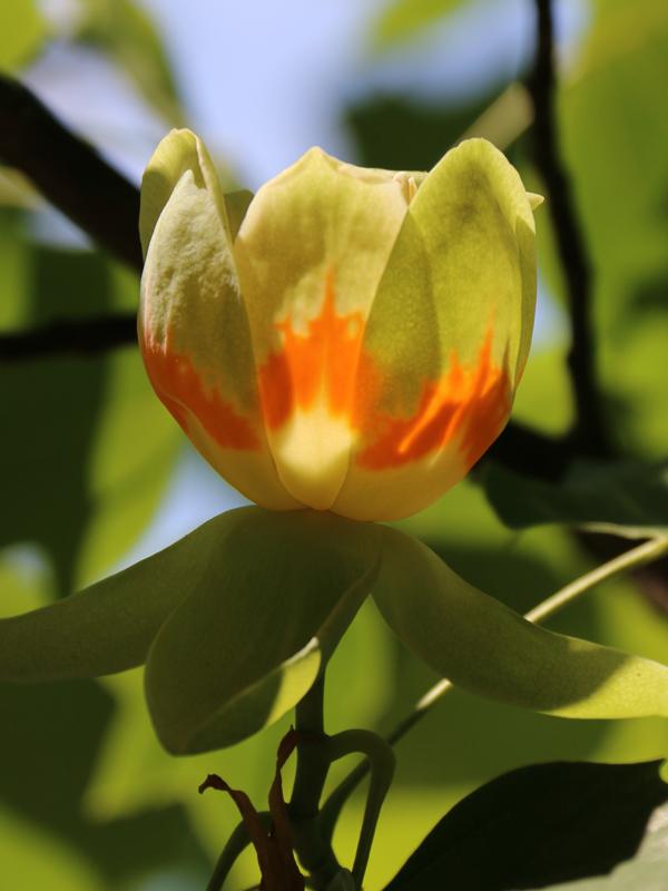 Liriodendron Tulipifera Emerald City - View 15 from www redcrocus com