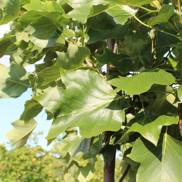 Liriodendron Tulipifera Emerald City - View 16 from www redcrocus com