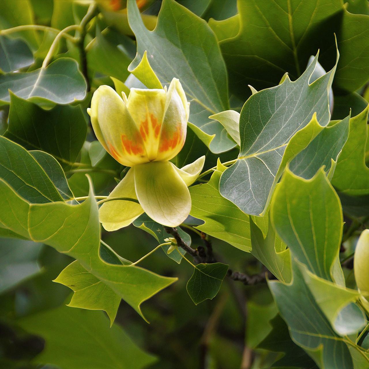 Liriodendron Tulipifera Emerald City - View 1 from www redcrocus com