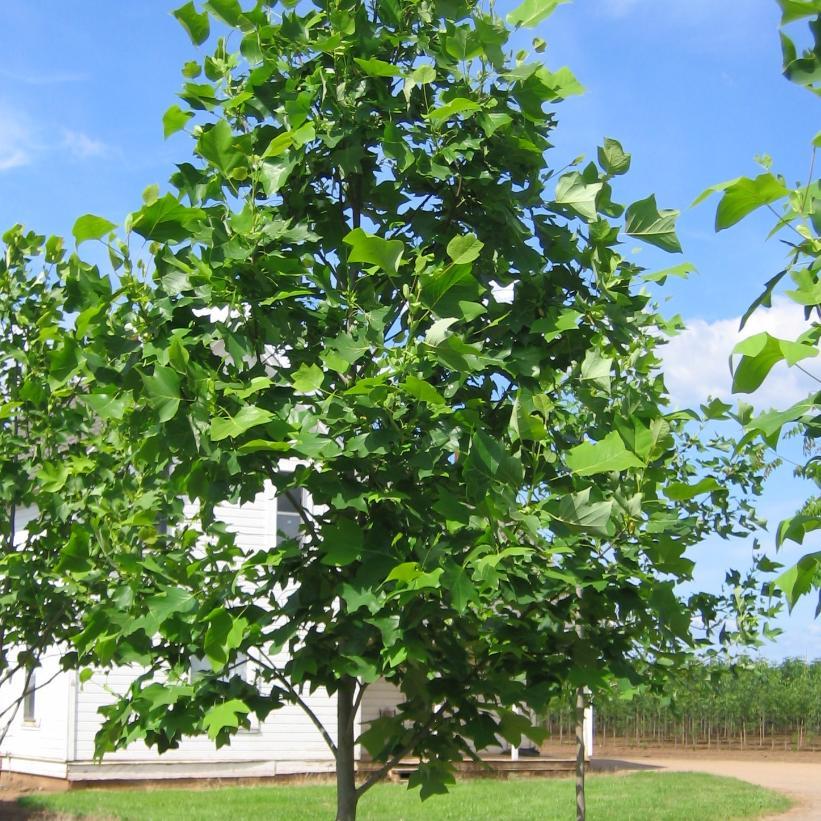 Liriodendron Tulipifera Emerald City - View 2 from www redcrocus com