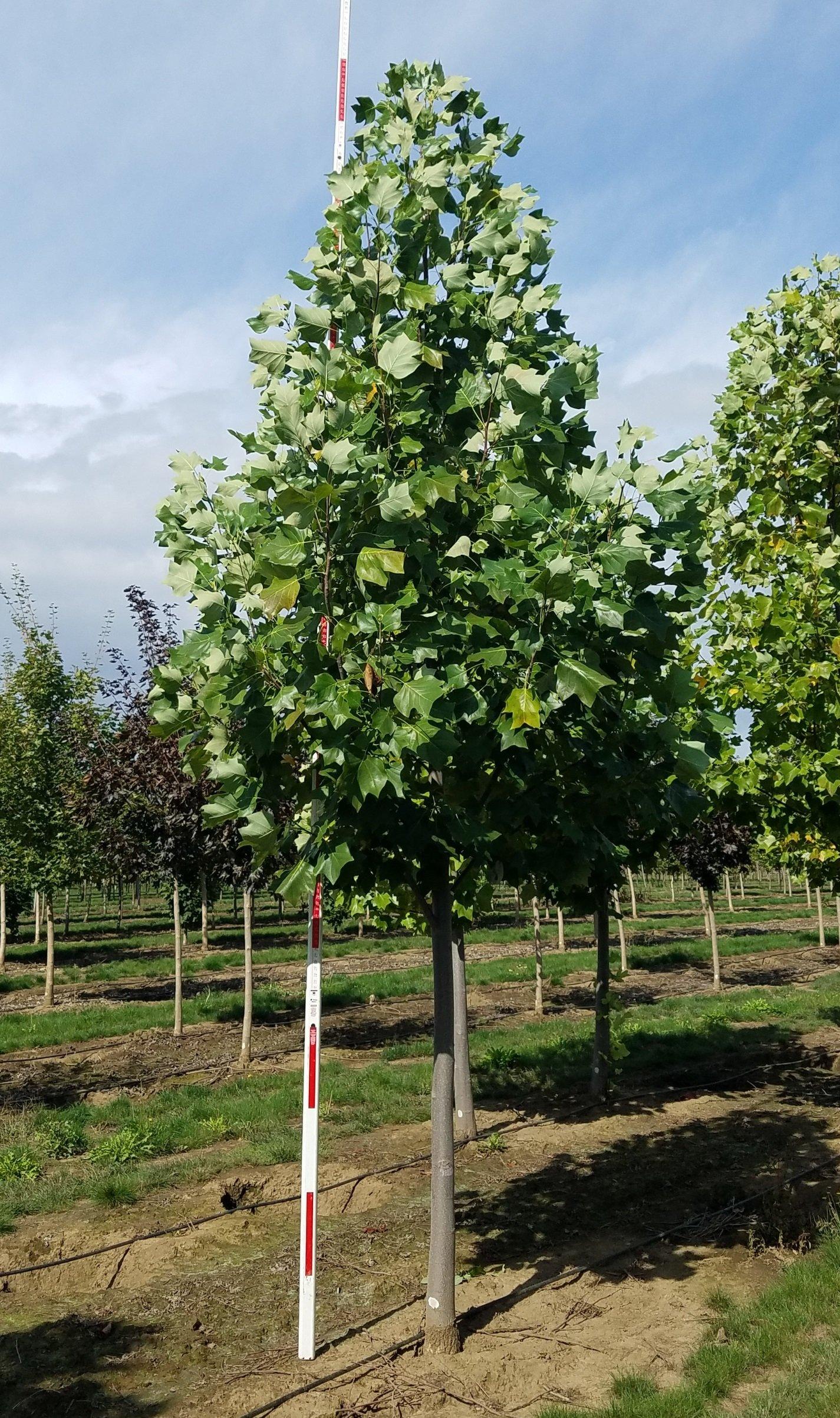Liriodendron Tulipifera Emerald City - View 6 from www redcrocus com
