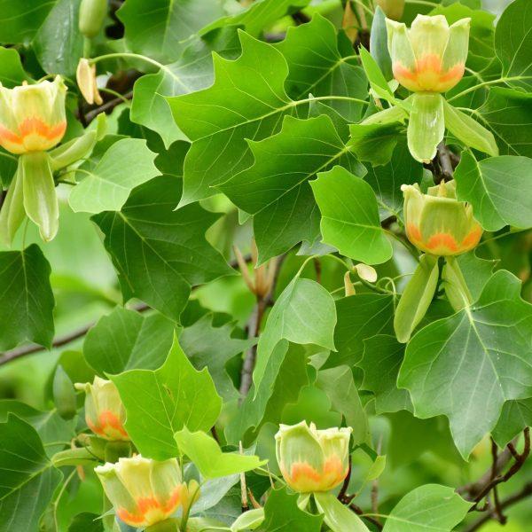Liriodendron Tulipifera Emerald City - View 7 from www redcrocus com