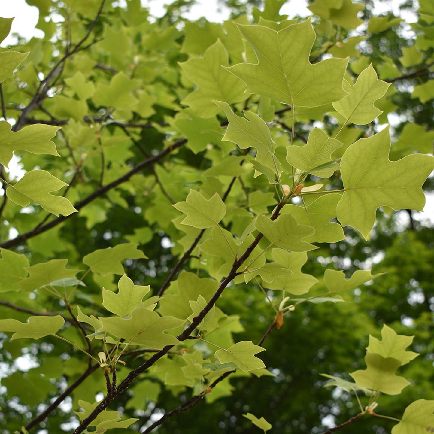 Liriodendron Tulipifera Emerald City - View 8 from www redcrocus com