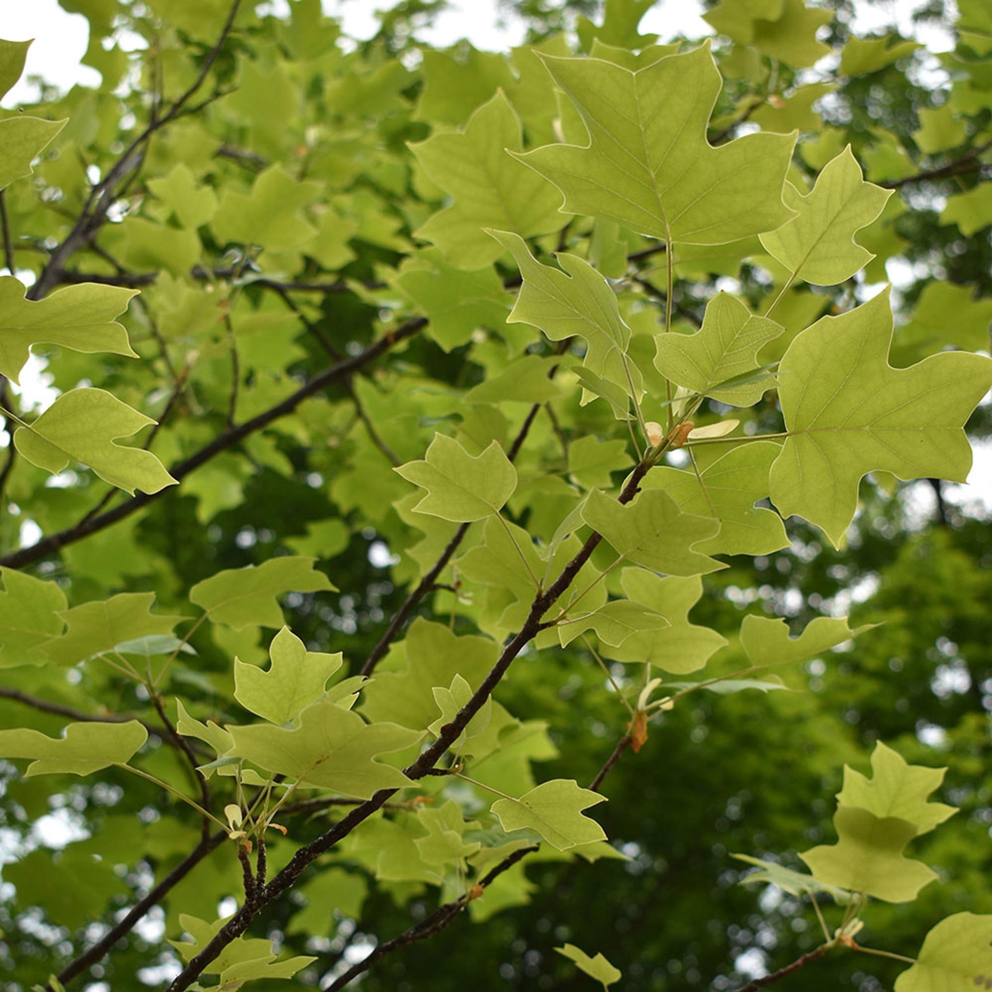 Liriodendron Tulipifera Emerald City - View 8 from www redcrocus com