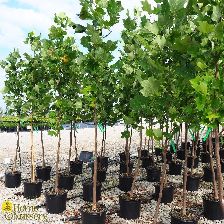 Liriodendron Tulipifera Emerald City - View 9 from www redcrocus com