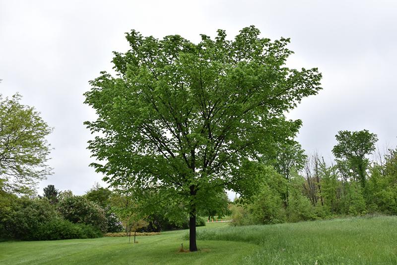Ulmus Americana Valley Forge - View 13 from www redcrocus com
