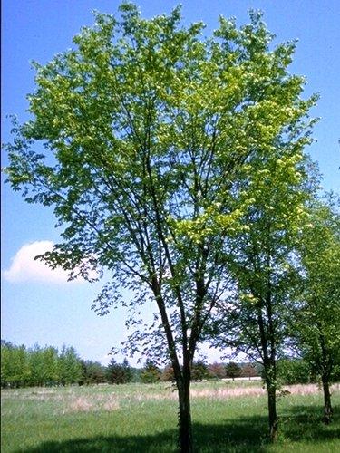 Ulmus Americana Valley Forge - View 16 from www redcrocus com