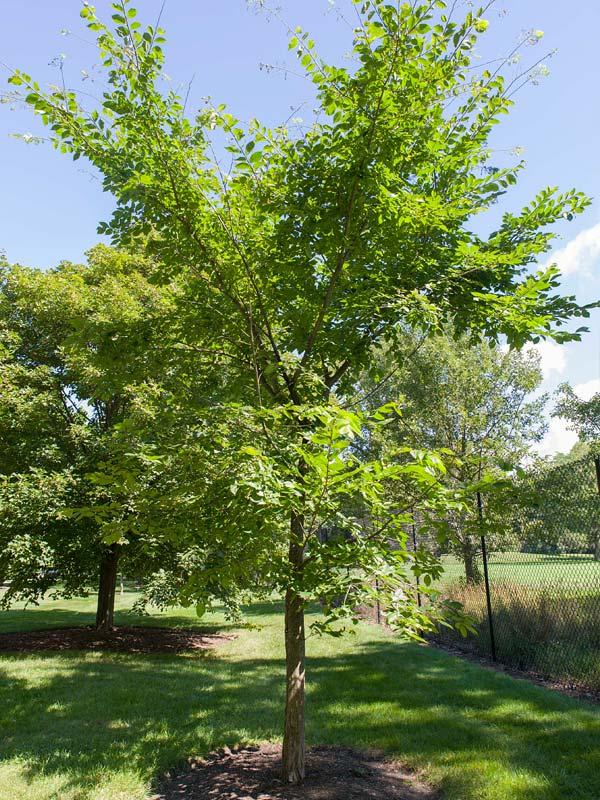 Ulmus Americana Valley Forge - View 5 from www redcrocus com