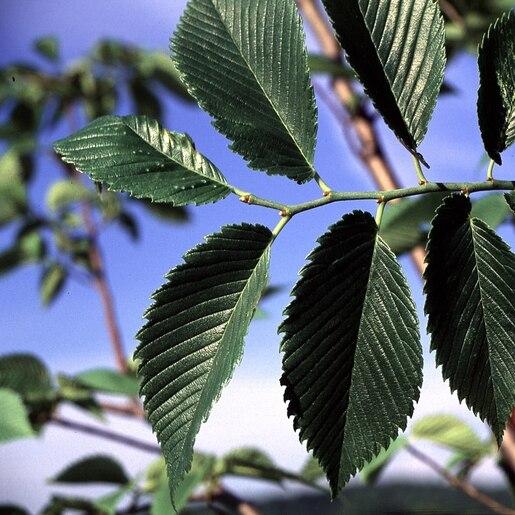 Ulmus Americana Valley Forge - View 8 from www redcrocus com