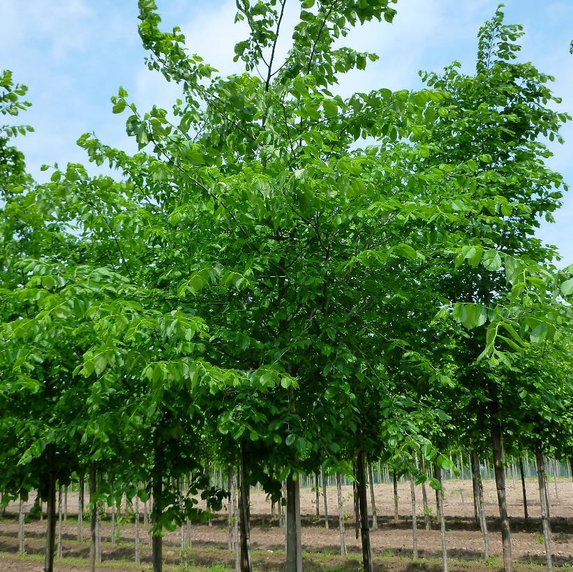 Ulmus Americana Valley Forge - View 9 from www redcrocus com
