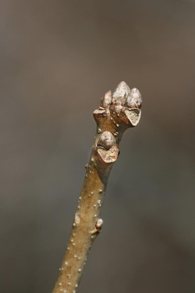 Quercus Bicolor Single Stem - View 11 from www redcrocus com