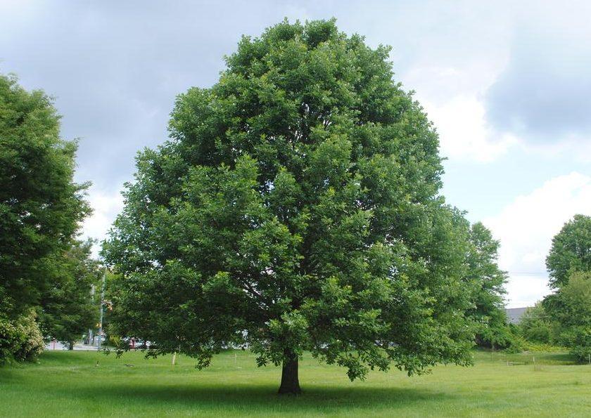 Quercus Bicolor Single Stem - View 16 from www redcrocus com
