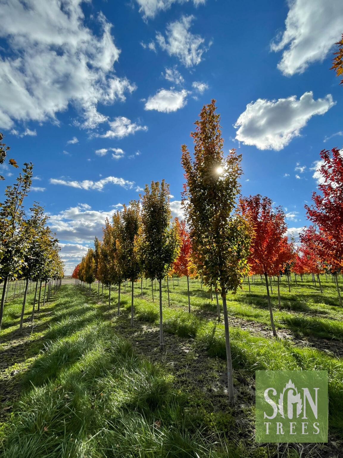 Acer Rubrum Armstrong Gold - View 12 from www redcrocus com